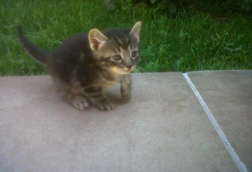 בית מלון כפרי Agriturismo Podere Micitto