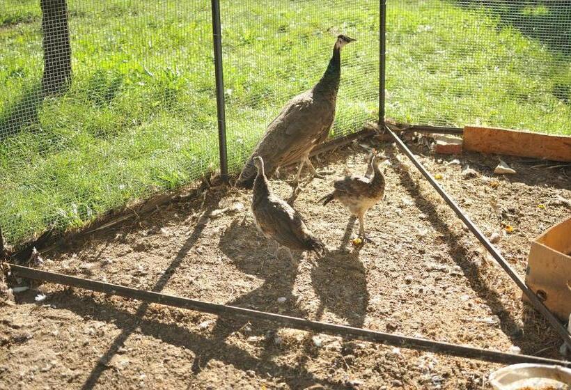 בית מלון כפרי Agriturismo Spigolo