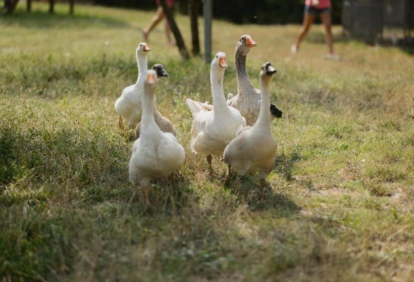 בית מלון כפרי Agriturismo Spigolo