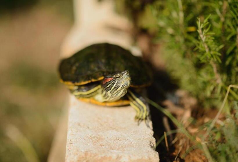 בית מלון כפרי Agriturismo Spigolo