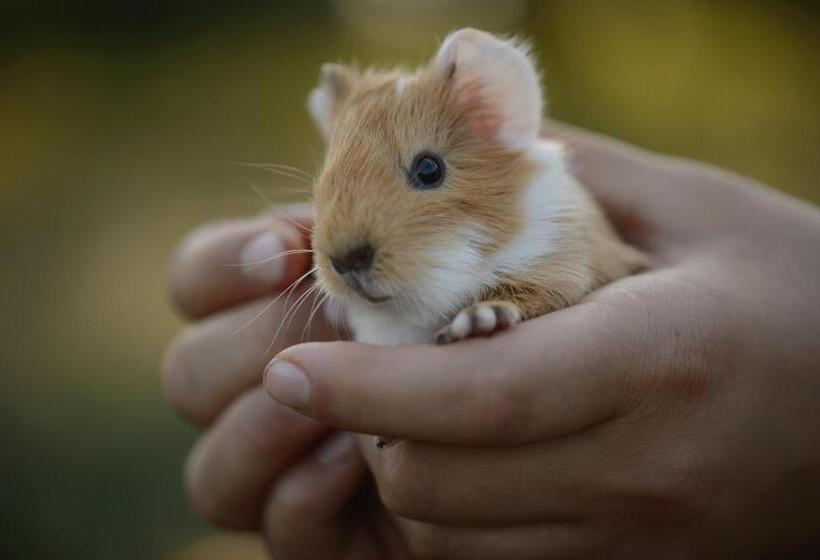 בית מלון כפרי Agriturismo Spigolo