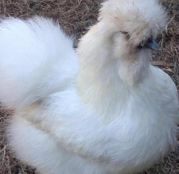 בית מלון כפרי De Zilvermeeuw