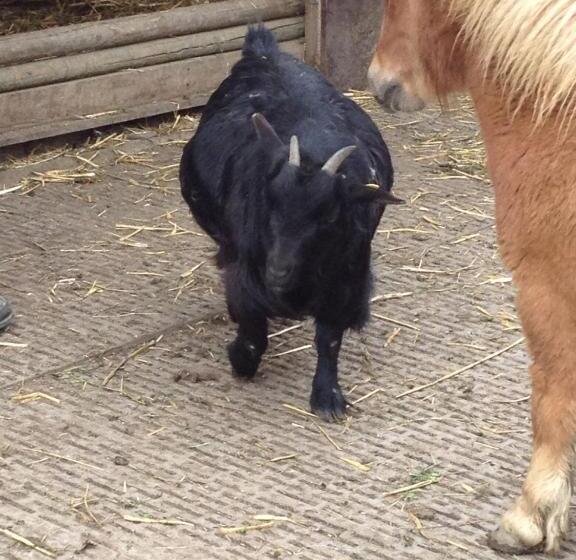 ホテル Gibswilerstube