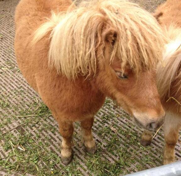 ホテル Gibswilerstube