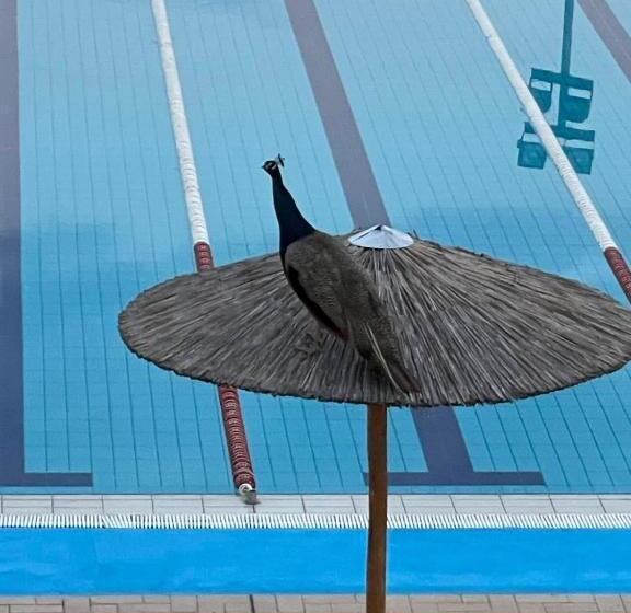 酒店 Komitite Complex