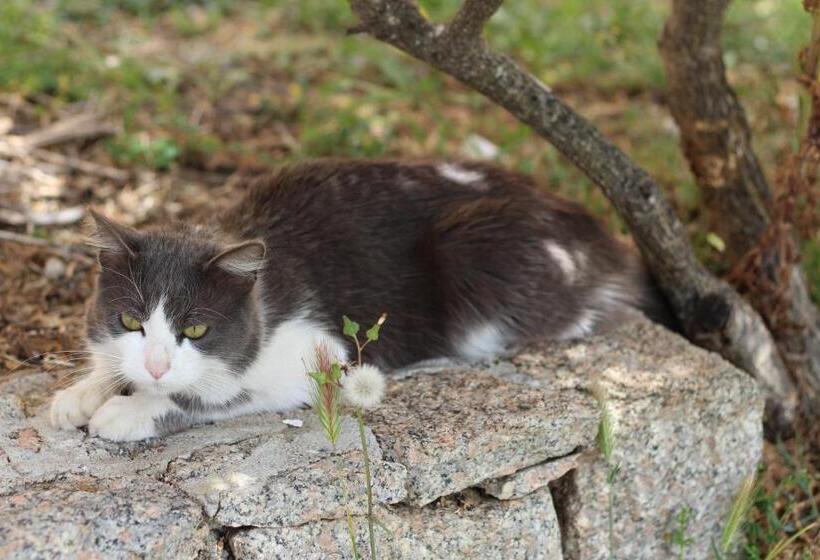 ホテル Locanda Rurale Lu Salconi