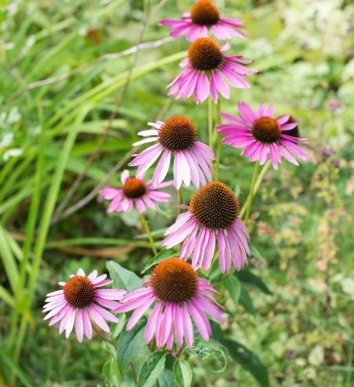 酒店 Ogopogo Resort