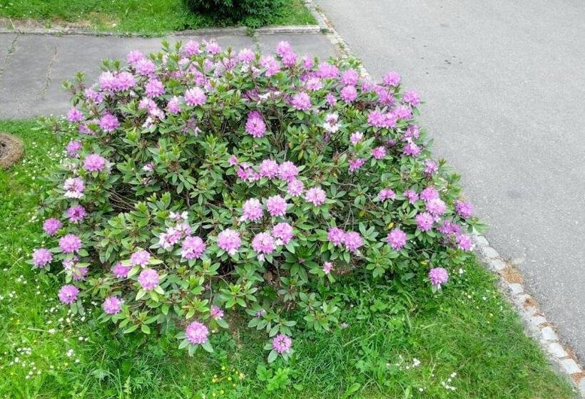 בית מלון כפרי Penzion Gaudeamus