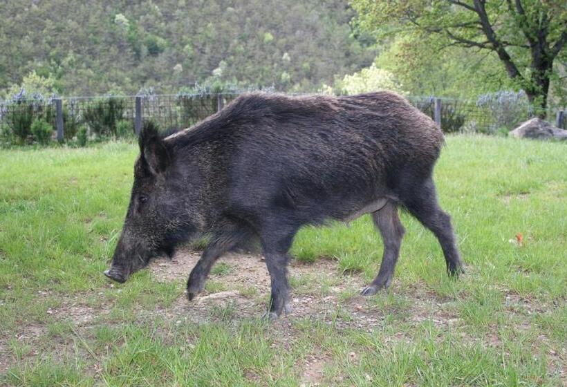 Отель Podere Pian De  Cortini