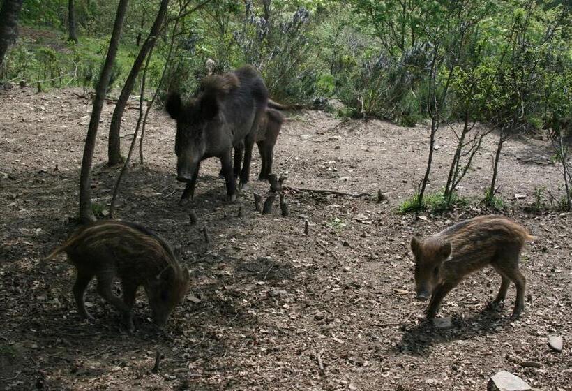 Отель Podere Pian De  Cortini