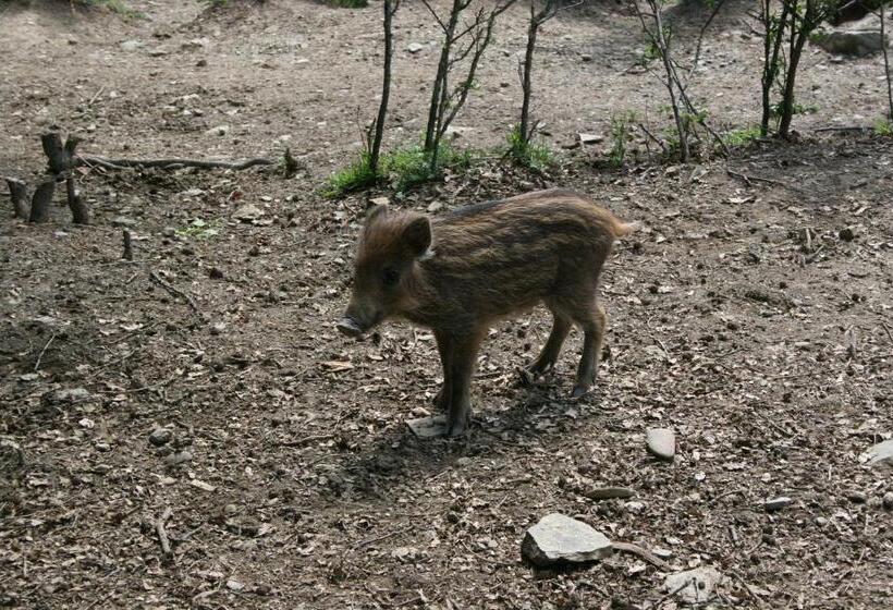 Отель Podere Pian De  Cortini