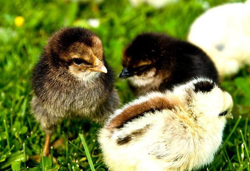 Bed and Breakfast Långänge Logi