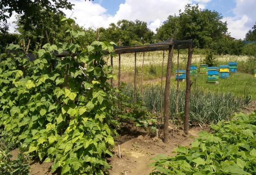 膳宿费 къща под наем Petrova