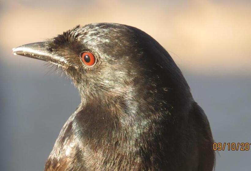 بنسيون At Whale Phin Guest House