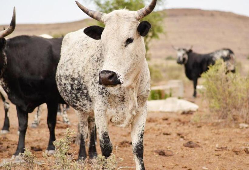 ペンション Desert Dew Guest House