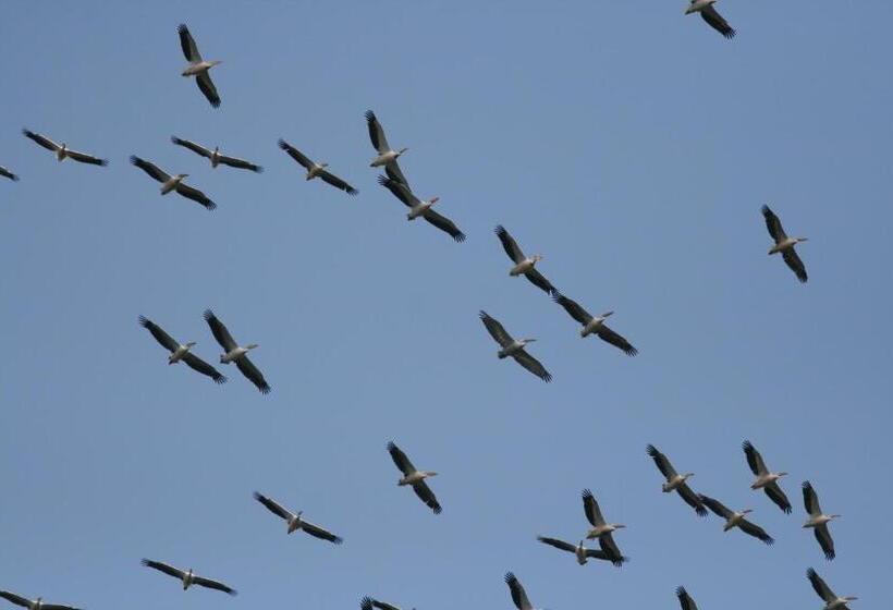 פנסיון Pelican Birding Guest House