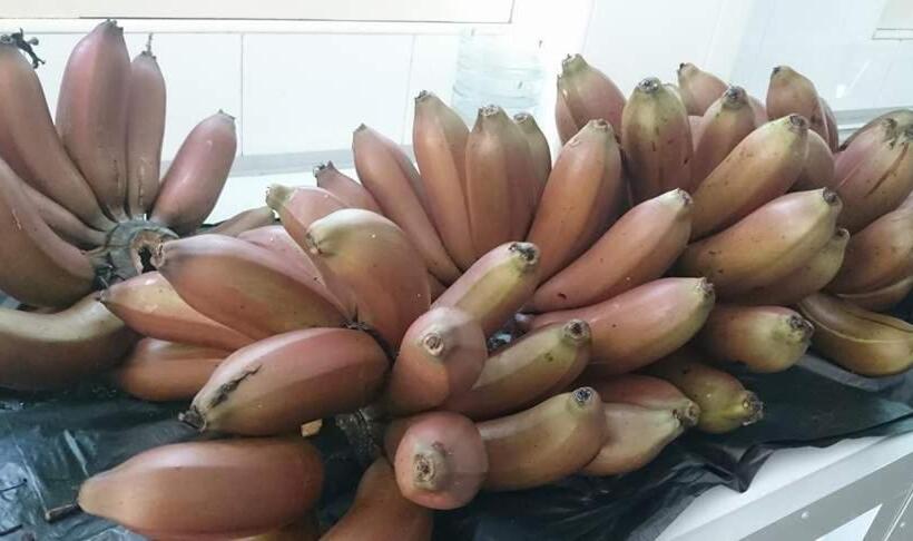 ペンション Villa Butterfly