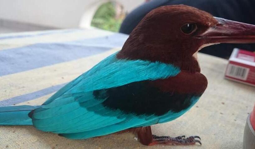 ペンション Villa Butterfly