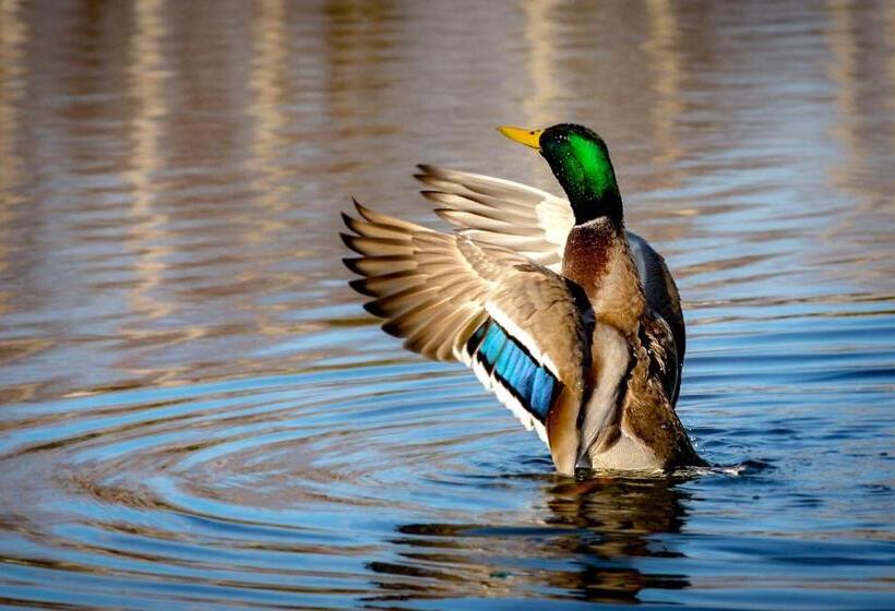 منتجع Shepilska Relax Complex