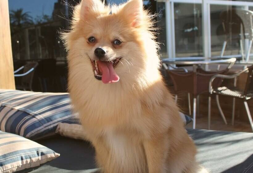 בית מלון כפרי Continental Inn