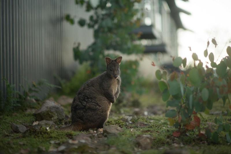 فندق Cradle Mountain