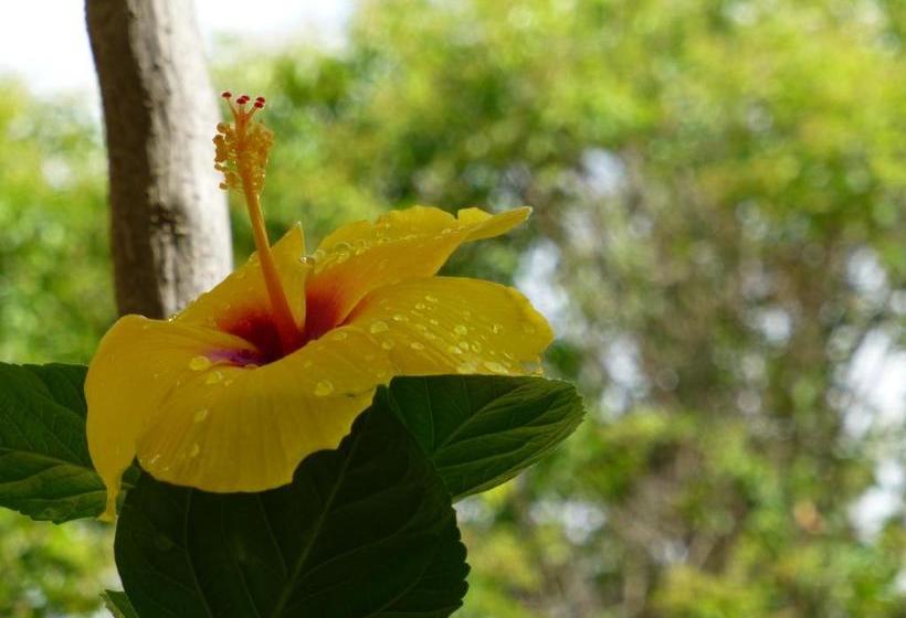 فندق The Salvia   Adults Only