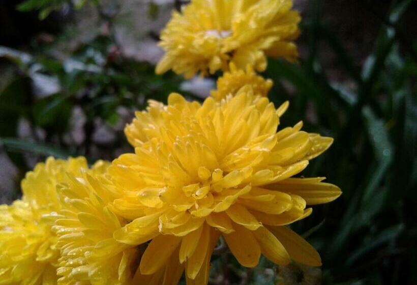 فندق صغير Horton Mountain
