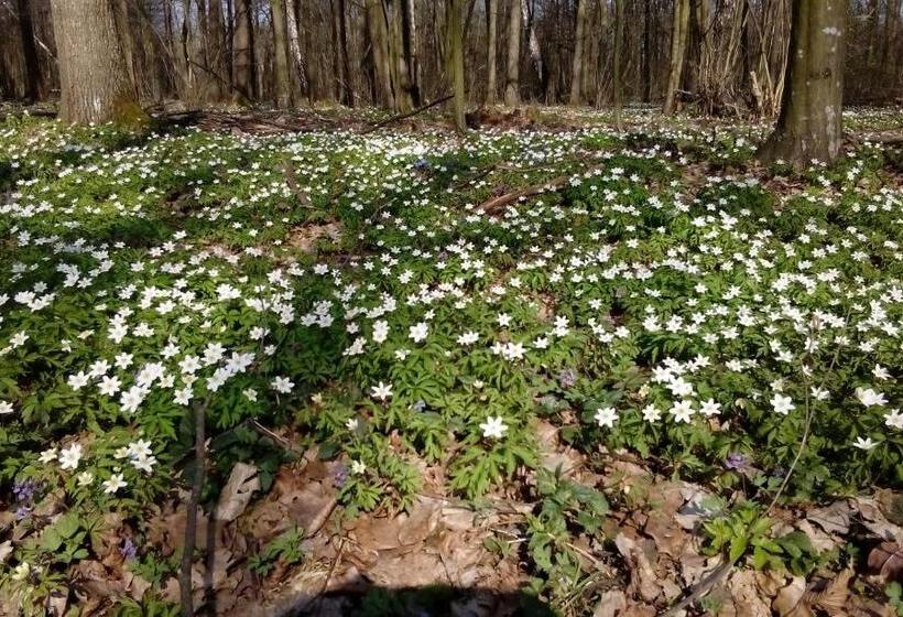 호스텔 Pulemchanka