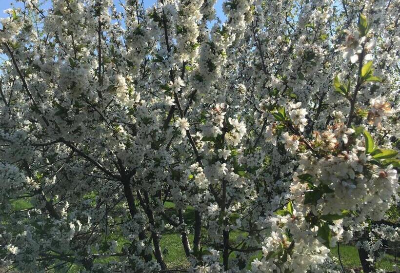 هاستل Vesyolaya Rochsha