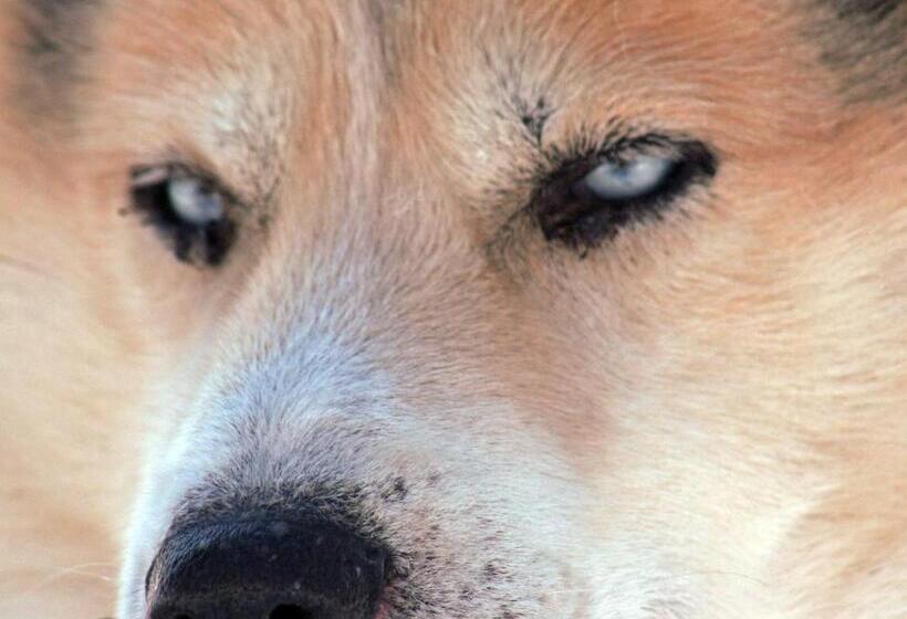 Beana Laponia   Wilderness Boutique Hotel With Safaris