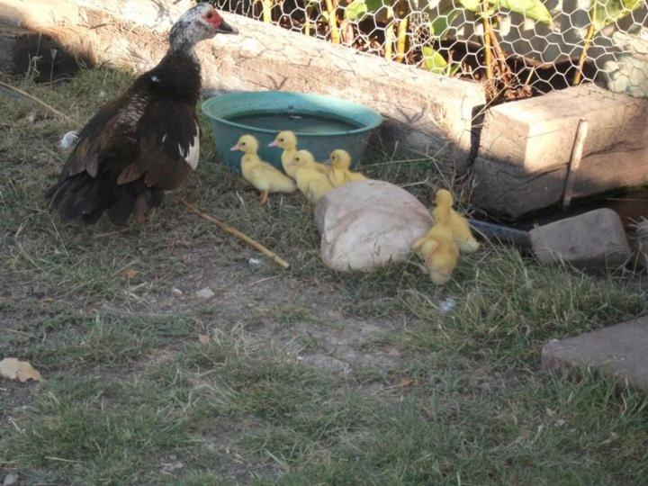 Bed and Breakfast Corella Creek Country Farm Stay