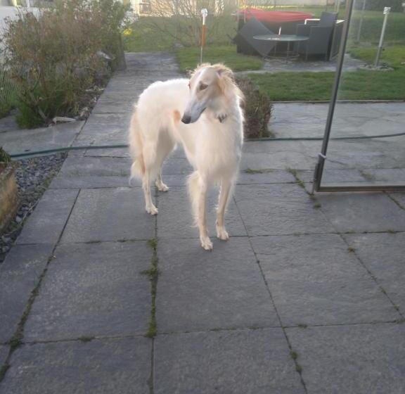 Bed & Breakfast Swiss Borzoi House