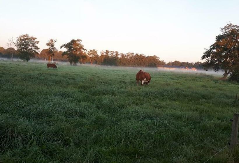 Bed & Breakfast El Manso