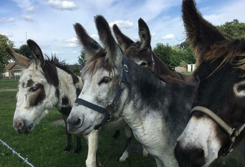 Bed & Breakfast El Manso