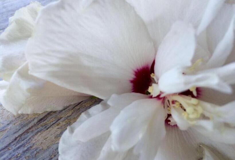 בית מלון כפרי Agriturismo Pian Dei Pini