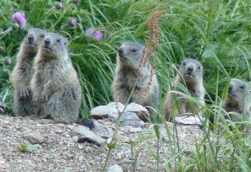 فندق Albergo Robiei
