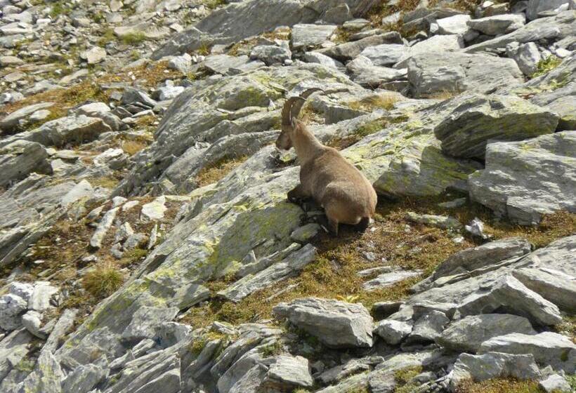 فندق Albergo Robiei
