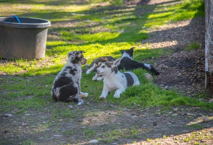 酒店 Aurora Mountain Lodge