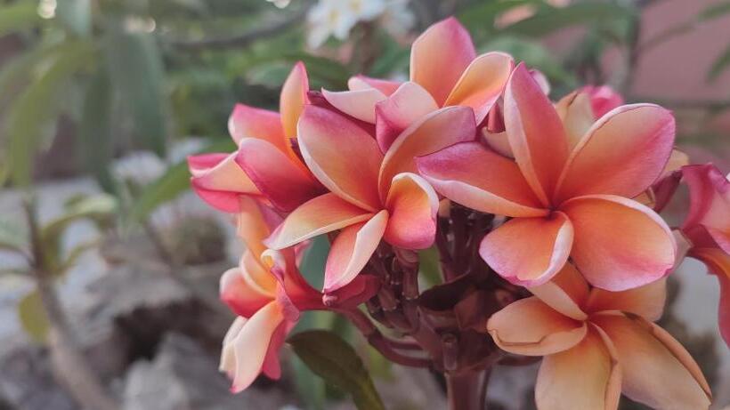 בית מלון כפרי Bioagriturismo Antica Sena