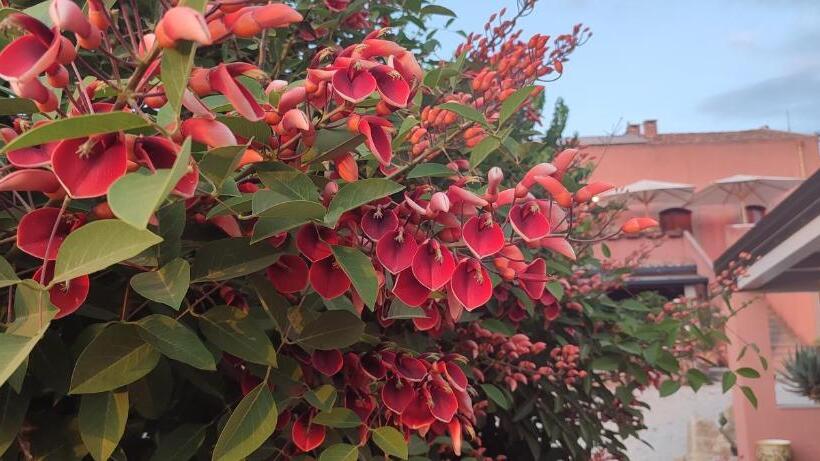 فندق Bioagriturismo Antica Sena