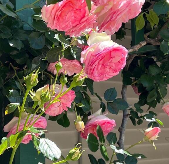 호텔 Birchwood Cottage