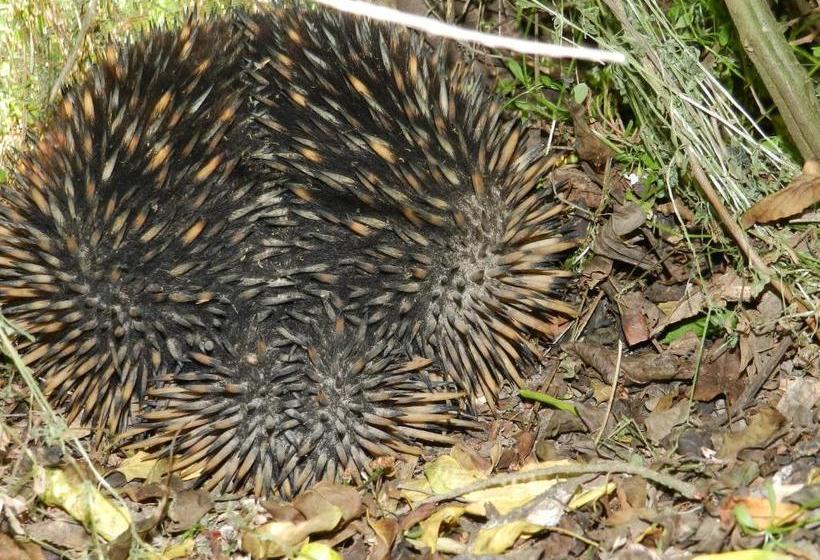 فندق Glenfield Cottage