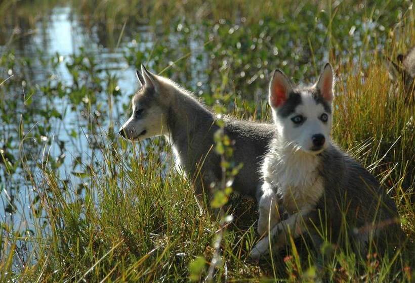 בית מלון כפרי Pinetree Lodge