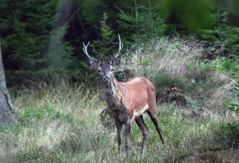 בית מלון כפרי Schröder