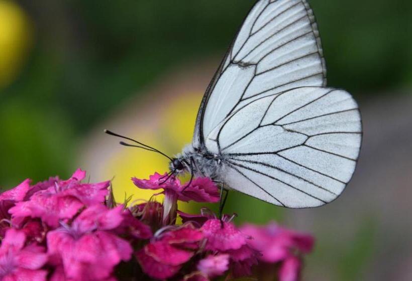 פנסיון Golden Horn Guest House