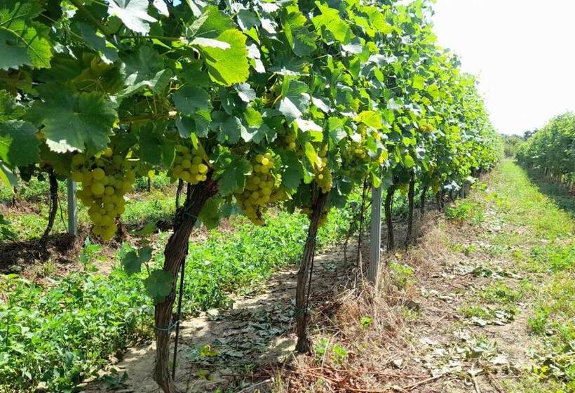 Пансион Penzión Vínny Dom