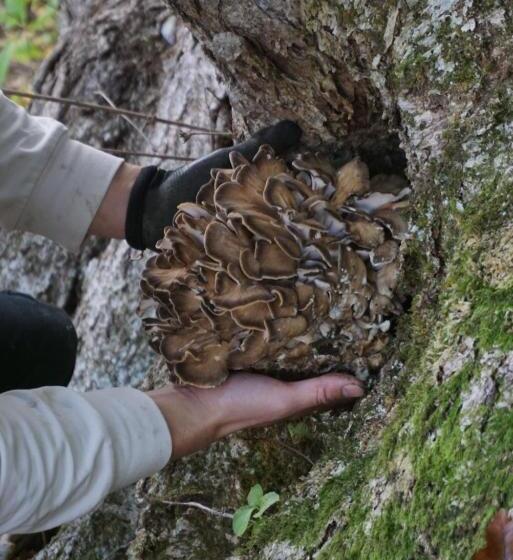 ريوكان Shiroyamakan