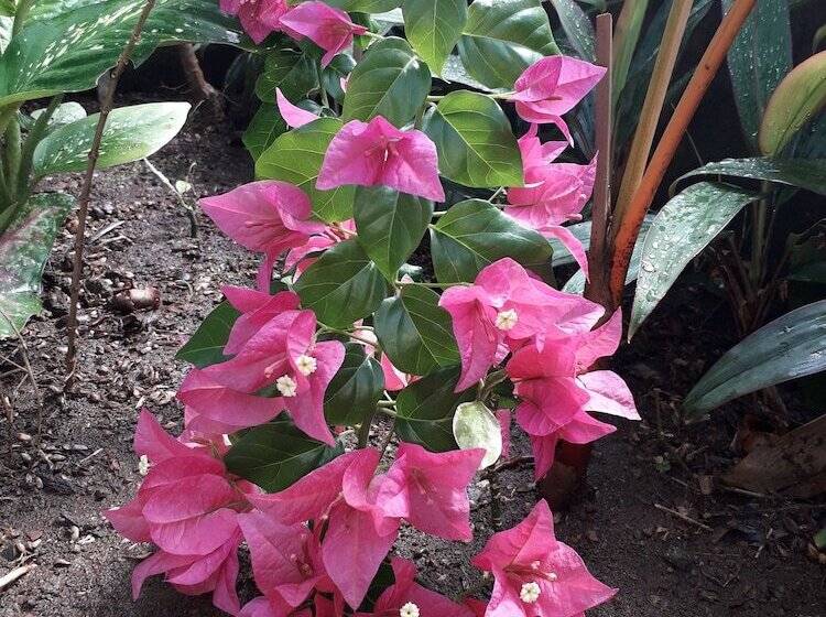 旅馆 Tourist Center Of  Tours Of Panamá