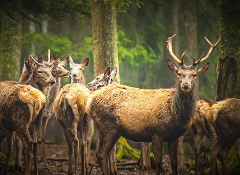 B&b Le Secret Du Bois