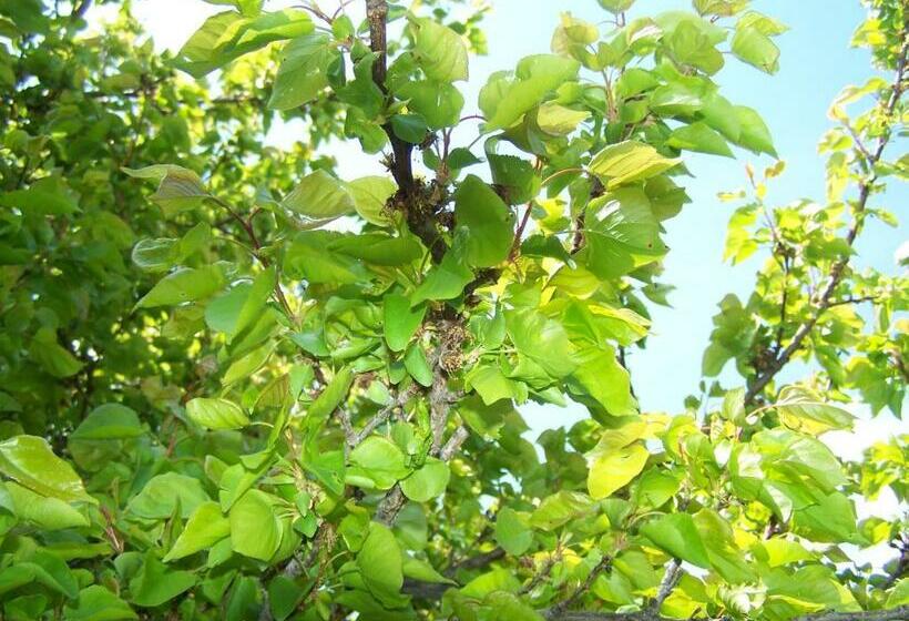 B&b Sunrise House Aygavan